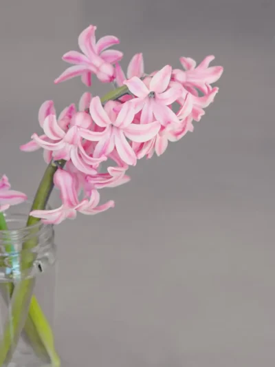 Flower Plant